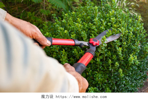 手拿剪子整理园林一个杂工用剪子修剪灌木丛.拥有园艺工具的农民的手.
